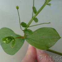 Pink Purslane